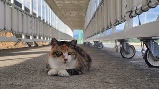 感動猫動画 のライブ配信