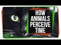 Animal Perception of Time and Flicker Fusion