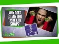 Cilantro Taste Genetics and Preferences