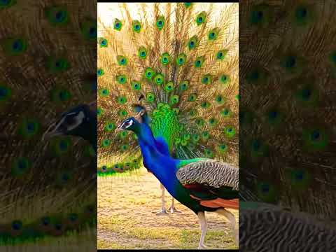 Morkipukar 🦚 #dancing #peacock #feather #sound#shorts #peacockdance