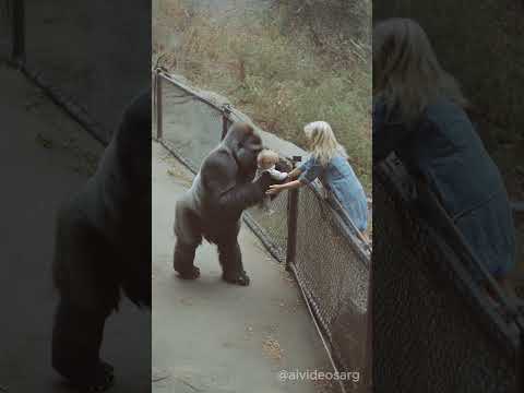 Zoo Gorilla Gives Baby Back To Mother