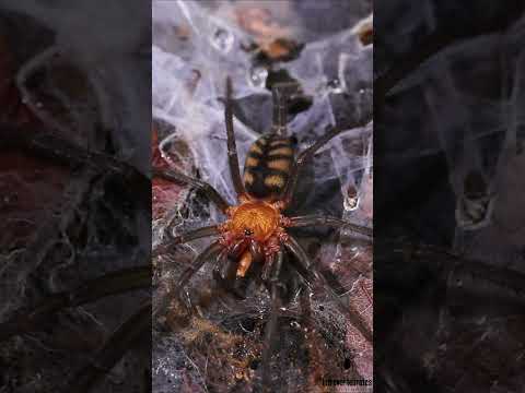Spider Snapshot: Linothele fallax – Tiger Curtain web Spider