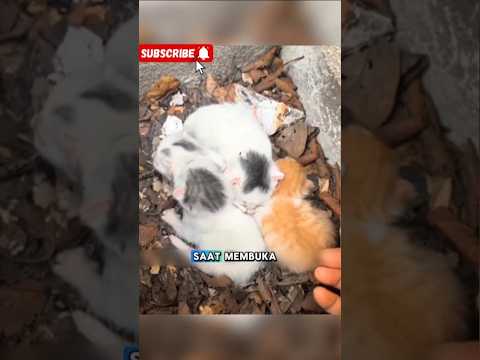 Induk kucing Membiarkan 1 Bayinya disana ๐๐ฅ