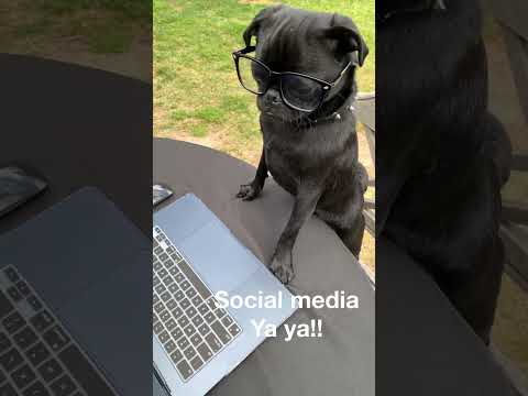 Time to check social media? #pug #dog ?#fypシ #shorts