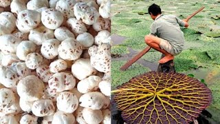 क्या सच में मखाना किचड़ में  उगता है?😱😱