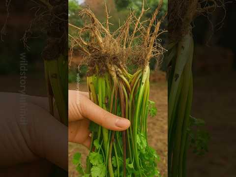 क्या आप धनिए के पत्ते के जड़ के फायदे जानते हैं 🤔| #shorts