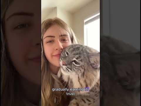 Bir vaşakın kurtarmasnın hikayesi