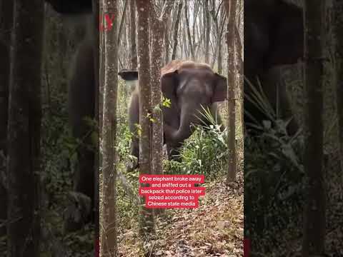 Narco elephant helps police find opium