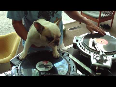 DJ MAMA and DJ Truly OdD scratch duet DJ doggy scratching french bulldog