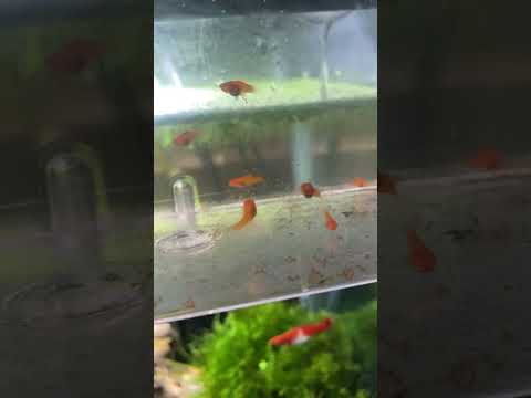 10 day old swordtail fry. Growing big fast, live b 