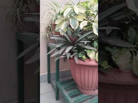 Cat 😺😺🐈😺😺