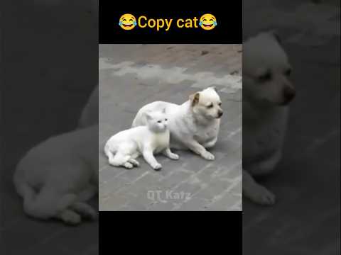 Copy cat 😺 || part 2 || #cat #funnycats #copycat #shorts