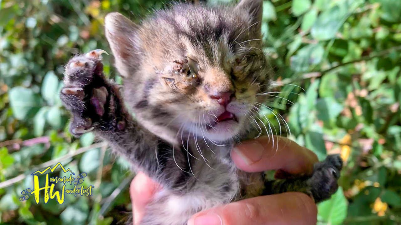Abandoned Kitten With Infection Found On The Camino de Santiago And Saved!