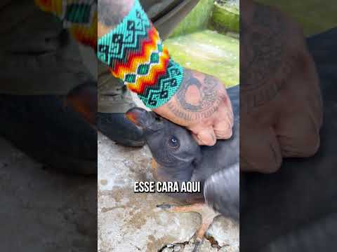 O REI DOS URUBUS COME NA MINHA MÃO! #shorts