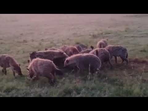 Laughing Hyenas Enjoy Breakfast