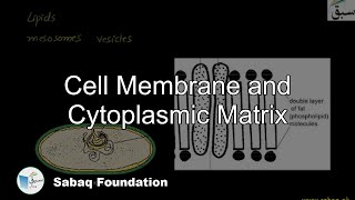 Cell Membrane, Cytoplasmic Matrix