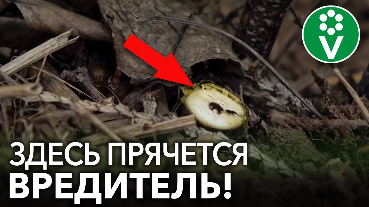 Эти вредители смородины могут оставить вас без урожая!