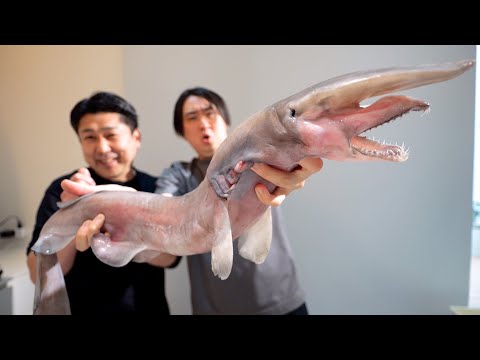 本来は研究所行きの一匹10万円する激レア魚【ミツクリザメ】をへんおじとさばいて食べたらまさかの味に驚愕。