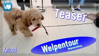 00_Teaser, Welpentour - Welpenerziehung ,Begleitung vom ersten Tag an mit Alex Hundeprofi