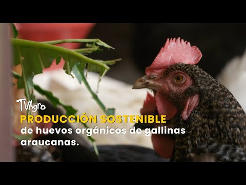 Producción sostenible de huevos orgánicos de gallinas araucanas - TvAgro por Juan Gonzalo Angel