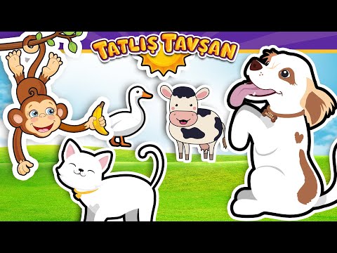 Sevimli Hayvanlar · Köpek Kedi Tavuk Ördek · Maymun Şarkısı · 4 Çocuk Şarkısı · Tatlış Tavşan