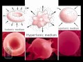 Exploring Osmosis: Isotonic, Hypotonic, and Hypertonic Solutions
