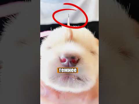 Щенок-единорожка 🦄🐶 #животные #милыеживотные