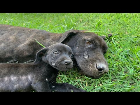 The Starving Pup Curled Beneath Its Mother’s Belly – She Collapsed, Yet Still Shielded Her Children.