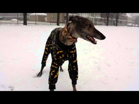 Dog Wearing Batman Pajamas Goes Nuts In The Snow!