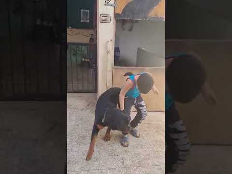 لعب مايلو مع سيف
