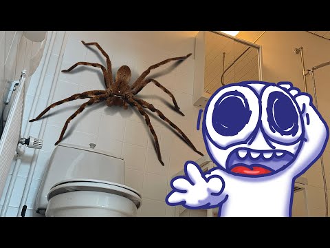 Rabbert finds spider in toilet