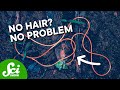 Hairworms and Their Unique Genetics
