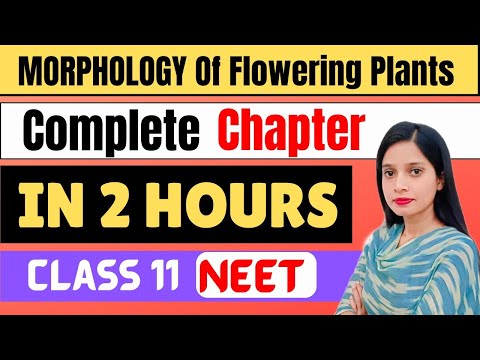 Morphology of Flowering Plants in one shot | Complete CHAPTER In ONE Video | NEET 2024 #neet