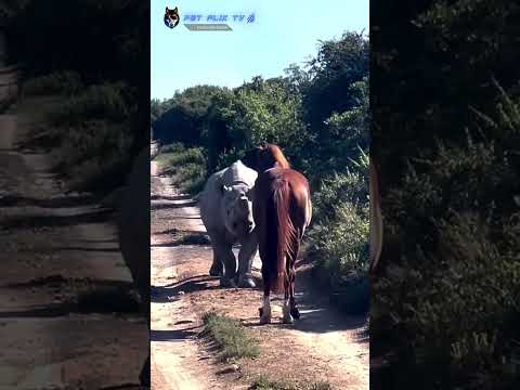 🦏Encontro Raro Entre Cavalo e Rinoceronte Na África