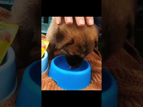 Rescue a puppy on the road ️️️️️️️#rescue #rescueanimals #rescuedog