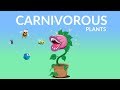 Carnivorous Plants and Their Mechanisms