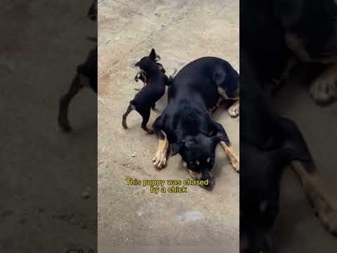 puppy vs chick playing, ❤️ pollito vs perrito jugando ? adorable.