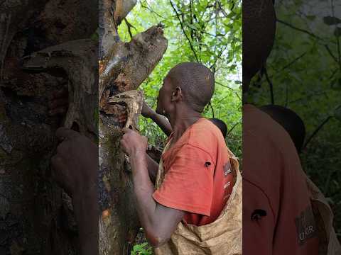 Respect 👉 Hadzaabe harvesting honey 🍯 👏