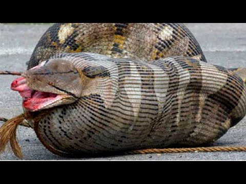 Cobra gigante invade povoado | veja no que deu!