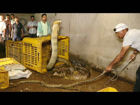 घर में छिपे विशाल किंग कोबरा का बेहद खतरनाक रेस्क्यू,कमजोर दिलवाले ना देखें Huge KING COBRA rescue