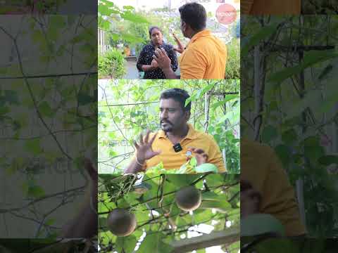 Air potato 🥔 இது புதுசா இருக்கே...#madithottam #gardaning #farming