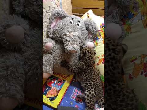 Raising a leopard, only to face the dilemma of returning it to the wild.#leopard #shorts #animals