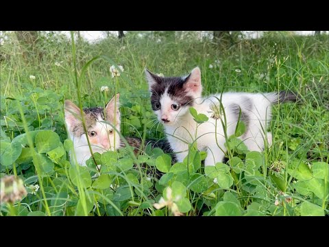 Two cute kittens playing in the woodland, butterflies in the grass piqued their interest😀