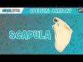 Scapula Anatomy and Functions