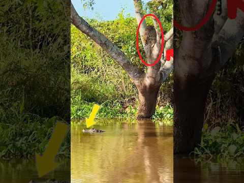 Jaguar vs Crocodile