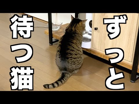 おやつを貰えなくてスネたフリをしてアピールする猫