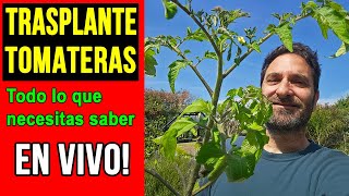 🌱 Trasplante EN VIVO de mis Tomateras – Consultame tus dudas!