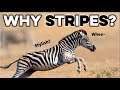 Zebra Stripes: Theories and Facts