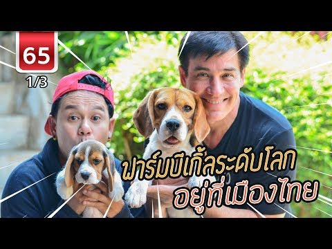 Beagle farm ฟาร์มบีเกิ้ลระดับโลกอยู่ที่เมืองไทย - เพื่อนรักสัตว์เอ้ย EP 65 [1/3]