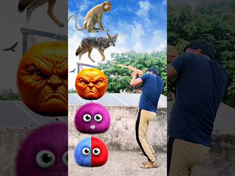 long tail monkey bhediya Hathi dog cheetah funny VFX magic video #shortsfeed  #funny #shorts